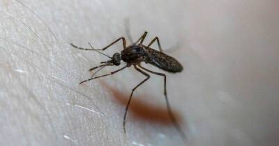 Ученые выяснили, какие цвета любят комары