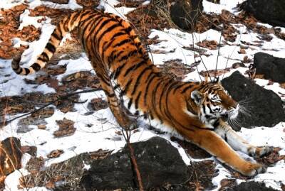 В России стартует масштабный учёт численности амурского тигра