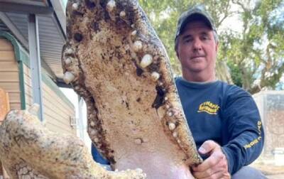 В США убили громадного аллигатора, поедавшего скот - korrespondent.net - США - Украина - шт.Флорида