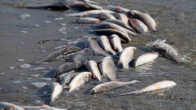 Литовский траулер оставил у побережья Франции тысячи мертвых рыб