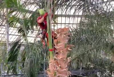 В Ботаническом саду Петра Великого удалили пережившую блокадные годы пальму