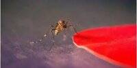 Ученые выяснили какие цвета предпочитают комары