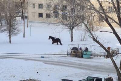 По Хабаровску гуляет потерявшаяся лошадь