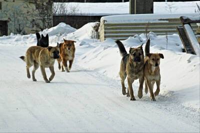 В Шуе отловом собак будет заниматься Добрый дом в Ивановской области