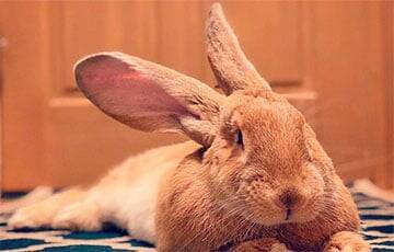 Гигантский кролик выступил против человека в соревновании по поеданию салата