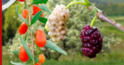 Вместо малины и крыжовника: 5 необычных ягодных растений для сада