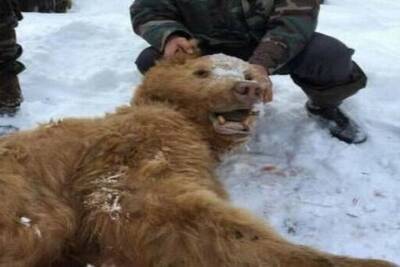 Под брянской Суземкой охотники убили медведя-шатуна