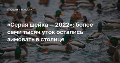 «Серая шейка — 2022»: более семи тысяч уток остались зимовать в столице