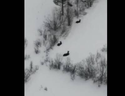 В Приозерском районе с вертолета сняли зимовку лосей – видео