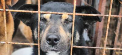 Более 120 собак голодают в приюте для животных в Петрозаводске
