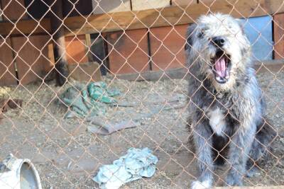 В Астрахани бездомные собаки вновь напали на людей