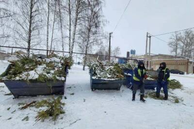 В Тамбовской области с контейнерных площадок собрали 76 кубометров новогодних ёлок