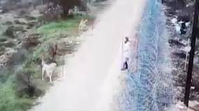 Видео: бродячие собаки напали на 10-летнюю девочку в Иудее
