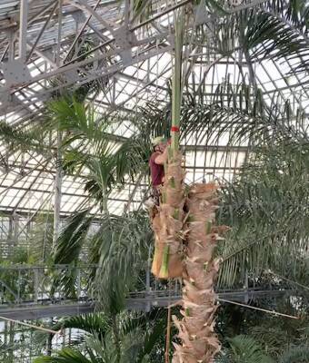 В Ботаническом саду Петербурга спилили пережившую блокаду пальму