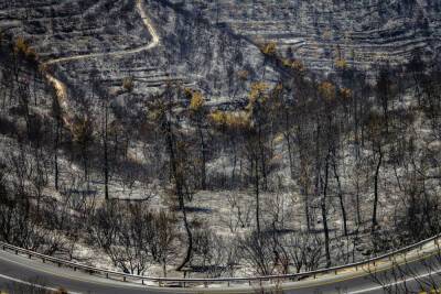 В Израиле впервые утверждена национальная программа борьбы с лесными пожарами