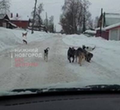 Жители поселка Тумботино пожаловались на бродячих собак - vgoroden.ru - район Павловский