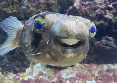 Голливудская улыбка для ядовитой рыбки: мужчина сводил к стоматологу необычного питомца