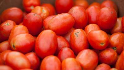 Как вырастить на огороде полезные помидоры?