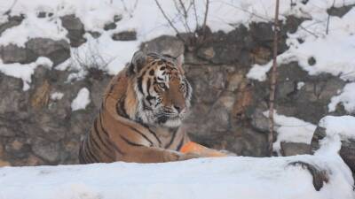 Тигрят по зимушке считают: ученые решили узнать, сколько амурских тигров на Дальнем Востоке