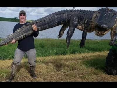 В США охотник поймал аллигатора весом более 400 кг