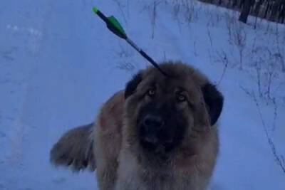 В Бурятии зоозащитники нашли собаку со стрелой во лбу