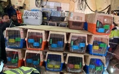 285 кошек и собак доставили из Афганистана в Канаду
