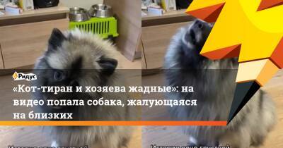 «Кот-тиран и хозяева жадные»: на видео попала собака, жалующаяся на близких