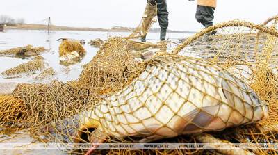 Более 1 тыс. нарушений рыбной ловли и охоты выявили в Витебской области в 2021 году