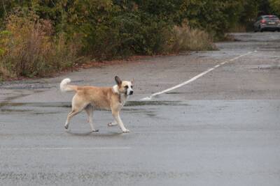 Власти сообщили, что собака, напавшая на ребенка в Челябинске, не была бродячей