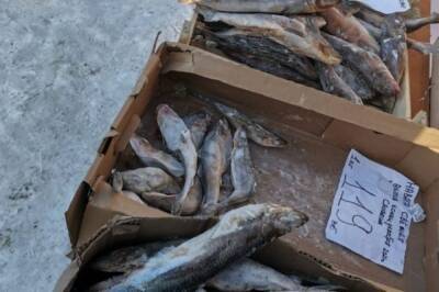 В ЕАО незаконно продавали замороженную рыбу