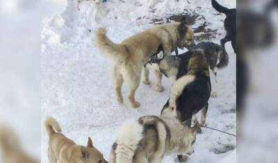Против чиновников астраханского Знаменска завели дело из-за нападения собак на людей