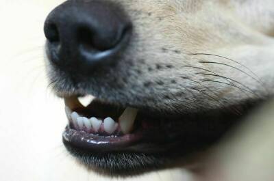 Генпрокуратура предложила выработать критерии агрессивности бездомных собак
