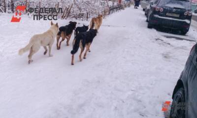 Алтайские парламентарии придумали, как решить проблему бродячих собак