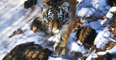 Учет амурских тигров начался на Дальнем Востоке