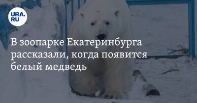 В зоопарке Екатеринбурга рассказали, когда появится белый медведь. Предыдущий трагически погиб