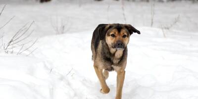 В Челябинске нашли хозяев собаки, укусившей семилетнего мальчика за лицо