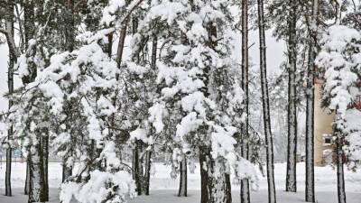 Синоптик: На этой неделе в европейской части России ожидается мягкая зимняя погода с небольшими снегопадами