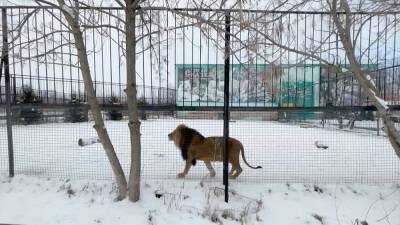 В зоопарках Крыма идет масштабная реконструкция