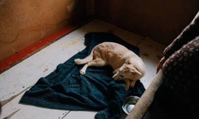 «Малыш умер в мучениях»: в Петрозаводске собаку убили дротиком с ядом: зоозащитники обвиняют службу отлова
