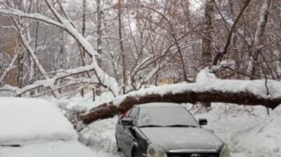 В Пензе под весом снега падают старые деревья