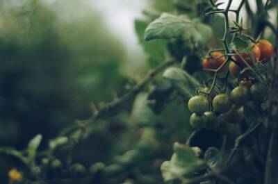 Дачнику на заметку: как вырастить крепкую рассаду томатов? - grodnonews.by - Белоруссия