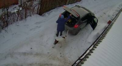 Челябинские зоозащитники ищут пса, которого хозяйка выбросила из машины