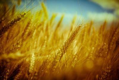 Урожай в России оказался под угрозой из-за дефицита аммиачной селитры - actualnews.org - Россия
