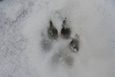 В Псковской области численность волков сократилась на 18%