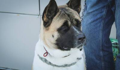 В Приморье владельцев собак обязали зарегистрировать своих животных