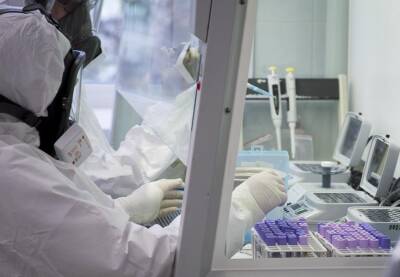 В Красноярском крае «омикрон» стал доминирующим штаммом коронавируса