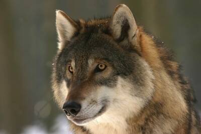 300 волков добыли псковские охотники в 2021 году