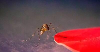 Ученые выяснили почему одних людей комары кусают, а других нет: дело в одежде