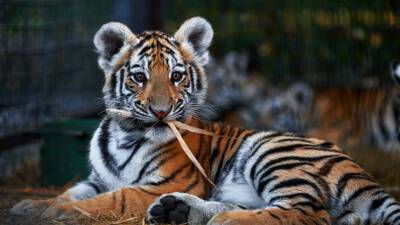 Раненого тигренка из Приморья прооперировали четвертый раз