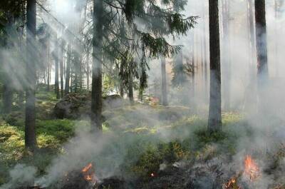 Условия объявления ЧС при лесных пожарах предложили уточнить